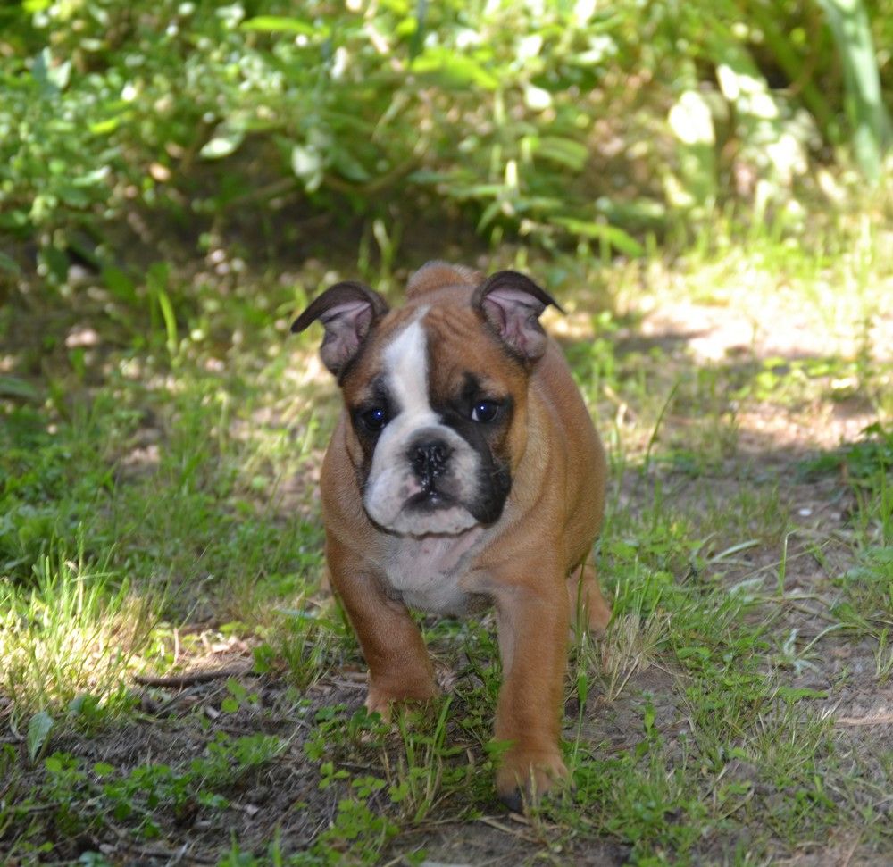 du Royaume De Maléfice - Chiot disponible  - Bulldog Anglais