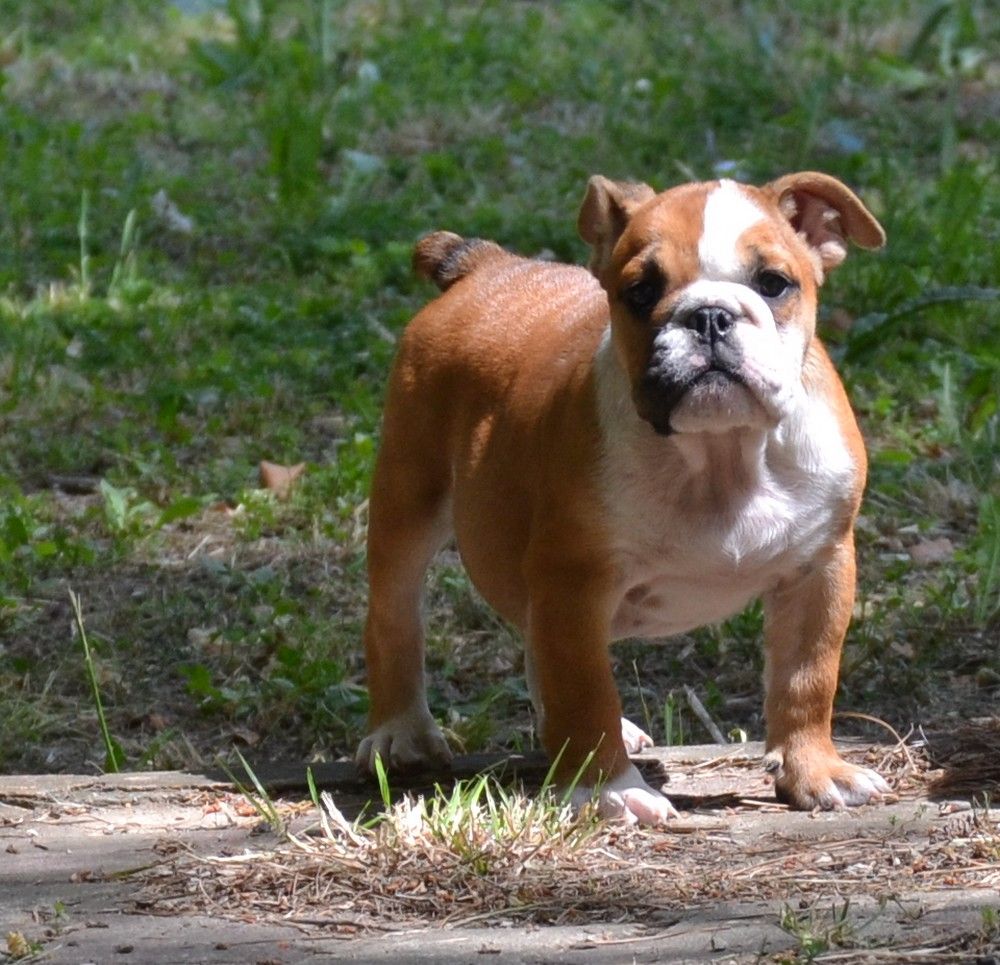 du Royaume De Maléfice - Chiot disponible  - Bulldog Anglais