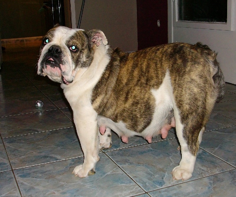 Deniza (dit Elona) ortan nais