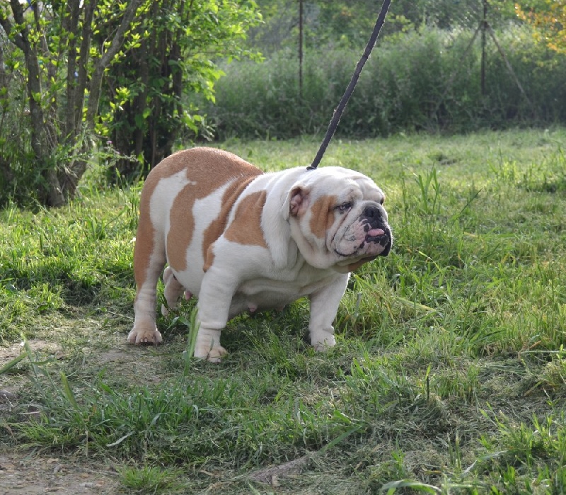 Greta of the west-er bulls