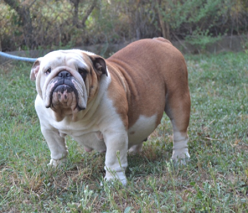 Ginette of the west-er bulls