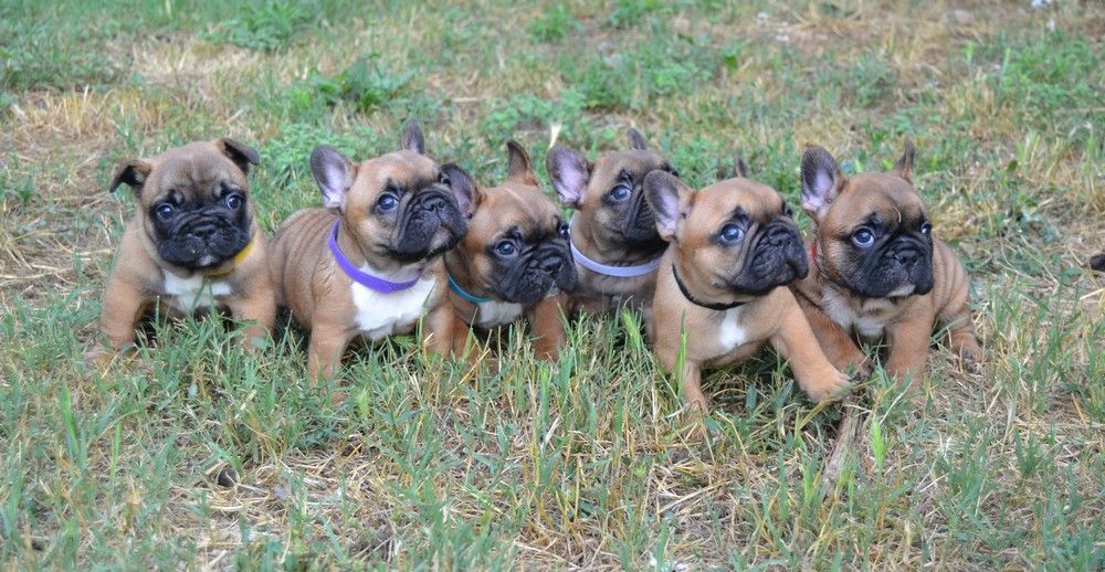 Chiot Bouledogue français du Royaume De Maléfice