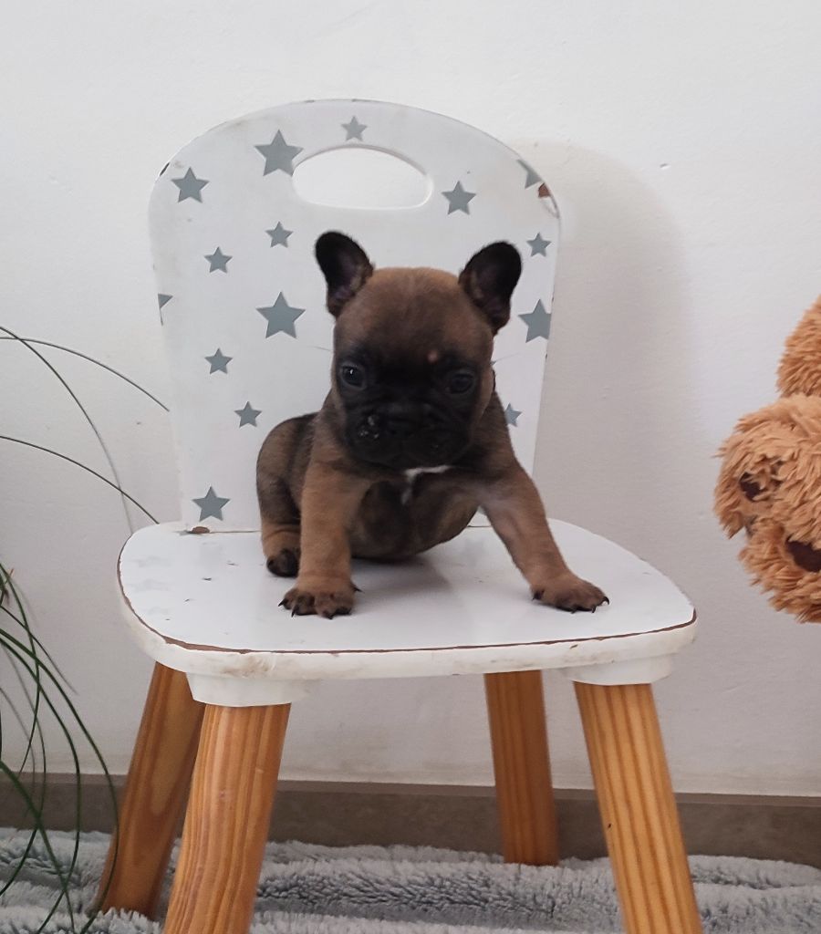 du Royaume De Maléfice - Chiots disponibles - Bouledogue français
