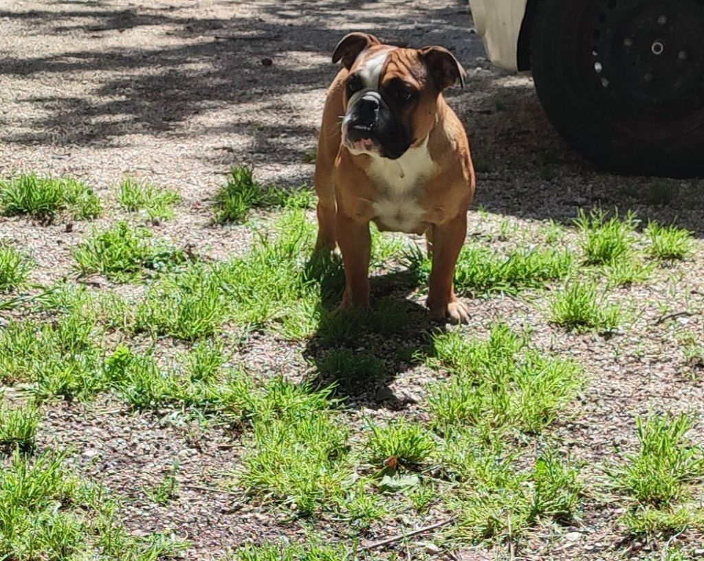 du Royaume De Maléfice - Chiots disponibles - Bulldog Anglais