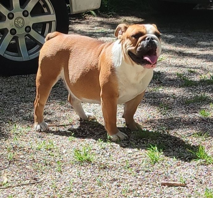 du Royaume De Maléfice - Chiots disponibles - Bulldog Anglais