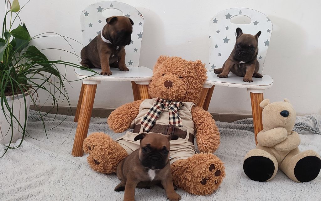 Chiot Bouledogue français du Royaume De Maléfice