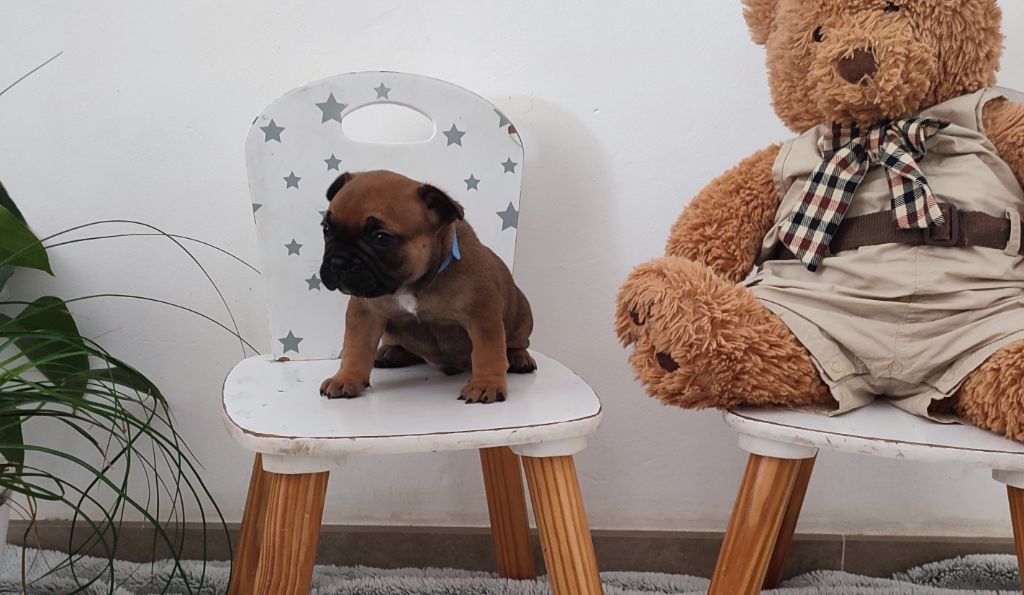 du Royaume De Maléfice - Chiots disponibles - Bouledogue français