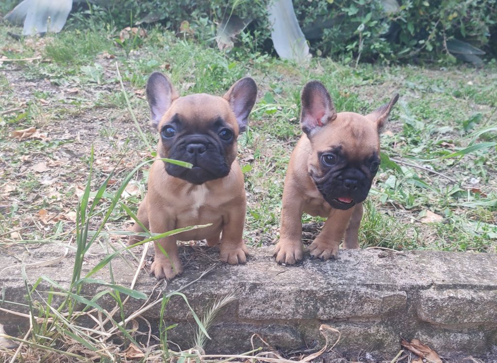du Royaume De Maléfice - Chiots disponibles - Bouledogue français