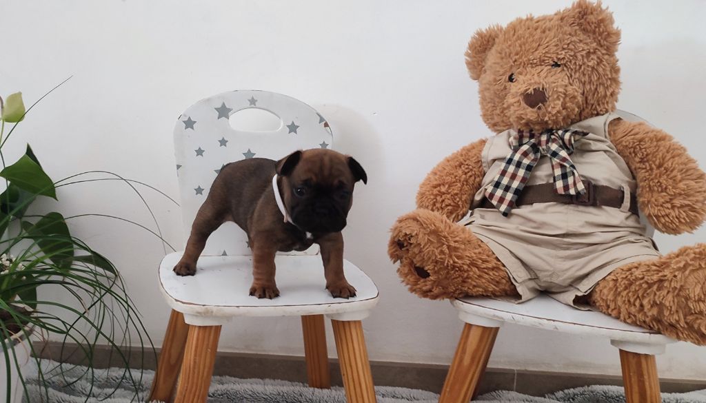du Royaume De Maléfice - Chiots disponibles - Bouledogue français