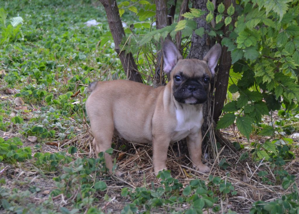 du Royaume De Maléfice - Chiots disponibles - Bouledogue français