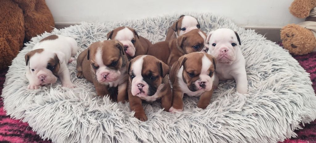 Chiot Bulldog Anglais du Royaume De Maléfice